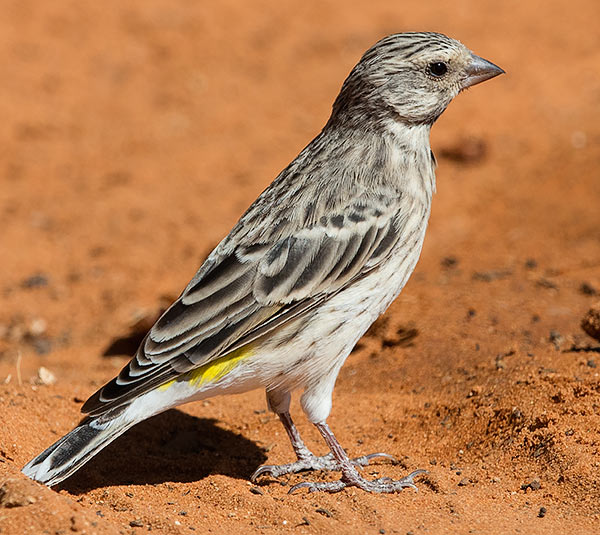 Black-throated Canary